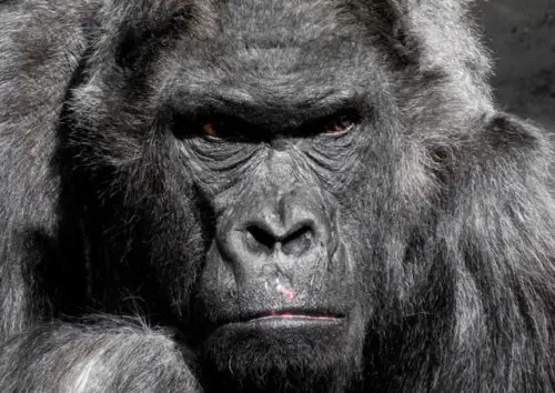 gorilla glass