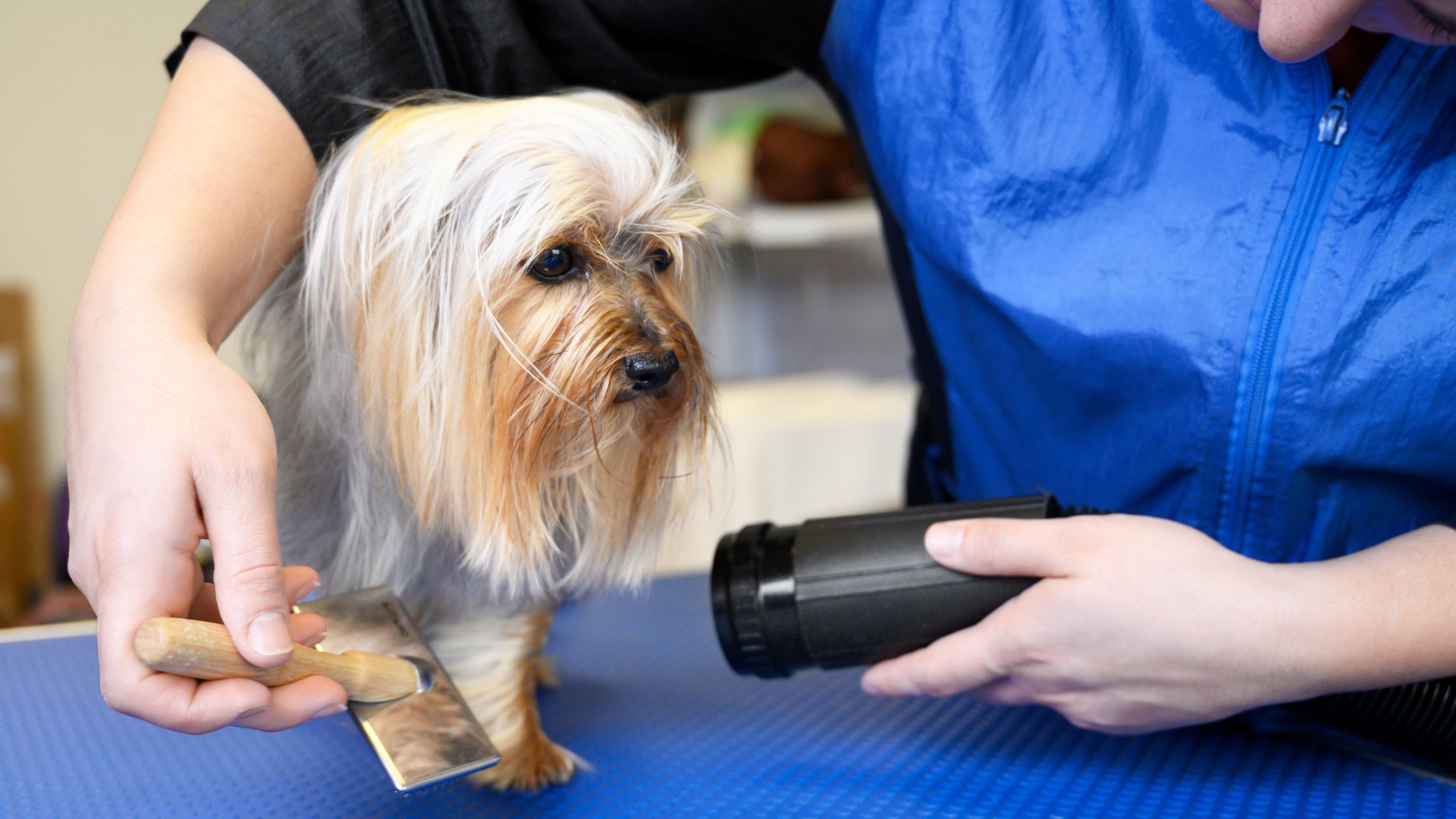 Best Hair Dryers for Dogs
